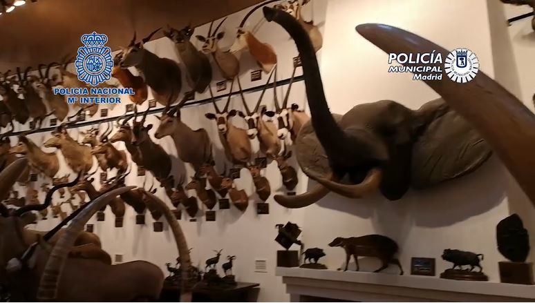 Incautados 49 animales protegidos disecados y 132 piezas de marfil en una finca de La Moraleja