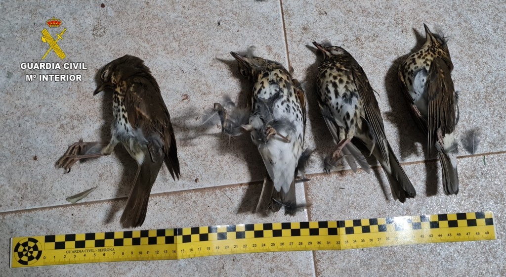 Diez investigados al ser sorprendidos con 25 aves vivas y 80 muertas cazadas con el mtodo de 'parany'