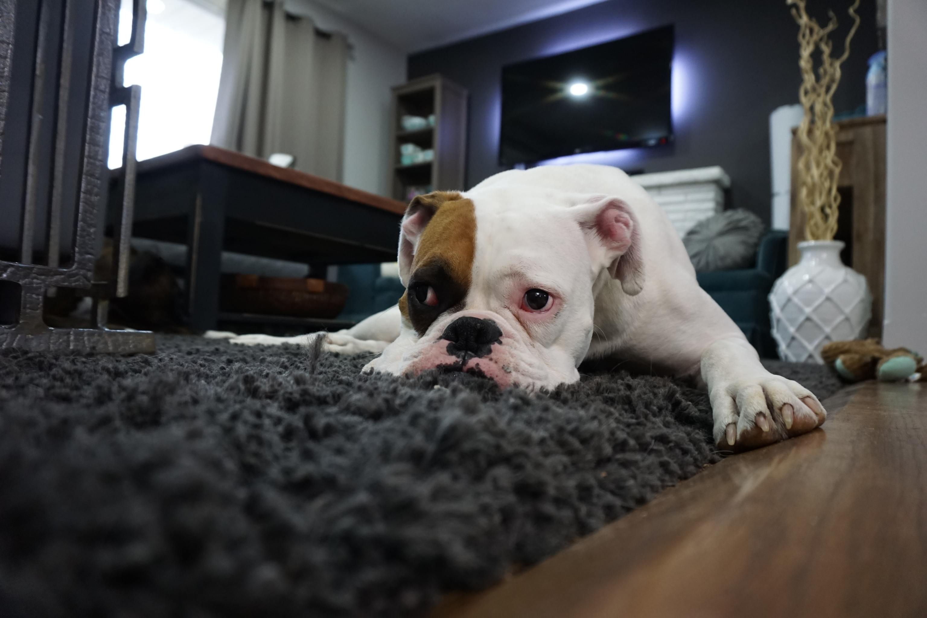 Un perro descansa sobre una alfombra, elemento que suele mancharse con facilidad con nios y mascotas en casa.