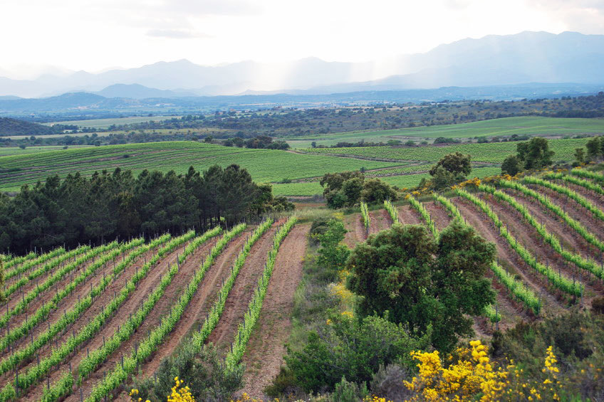 Las 79 hectáreas de viñedos de la bodega Mas Llunes.