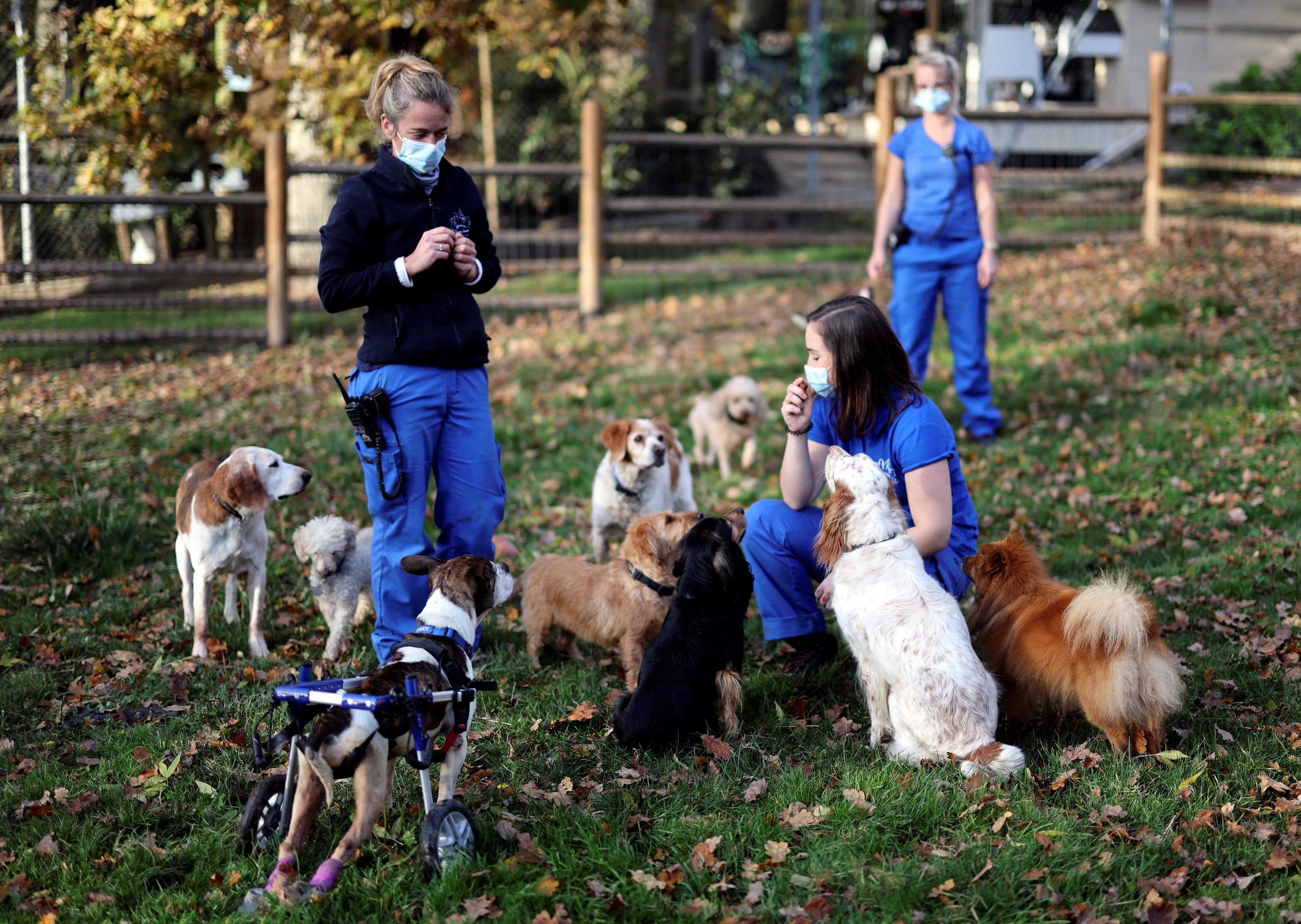 Veterinarias con perros abandonados, en un refugio de la Fundacin Brigitte Bardot.
