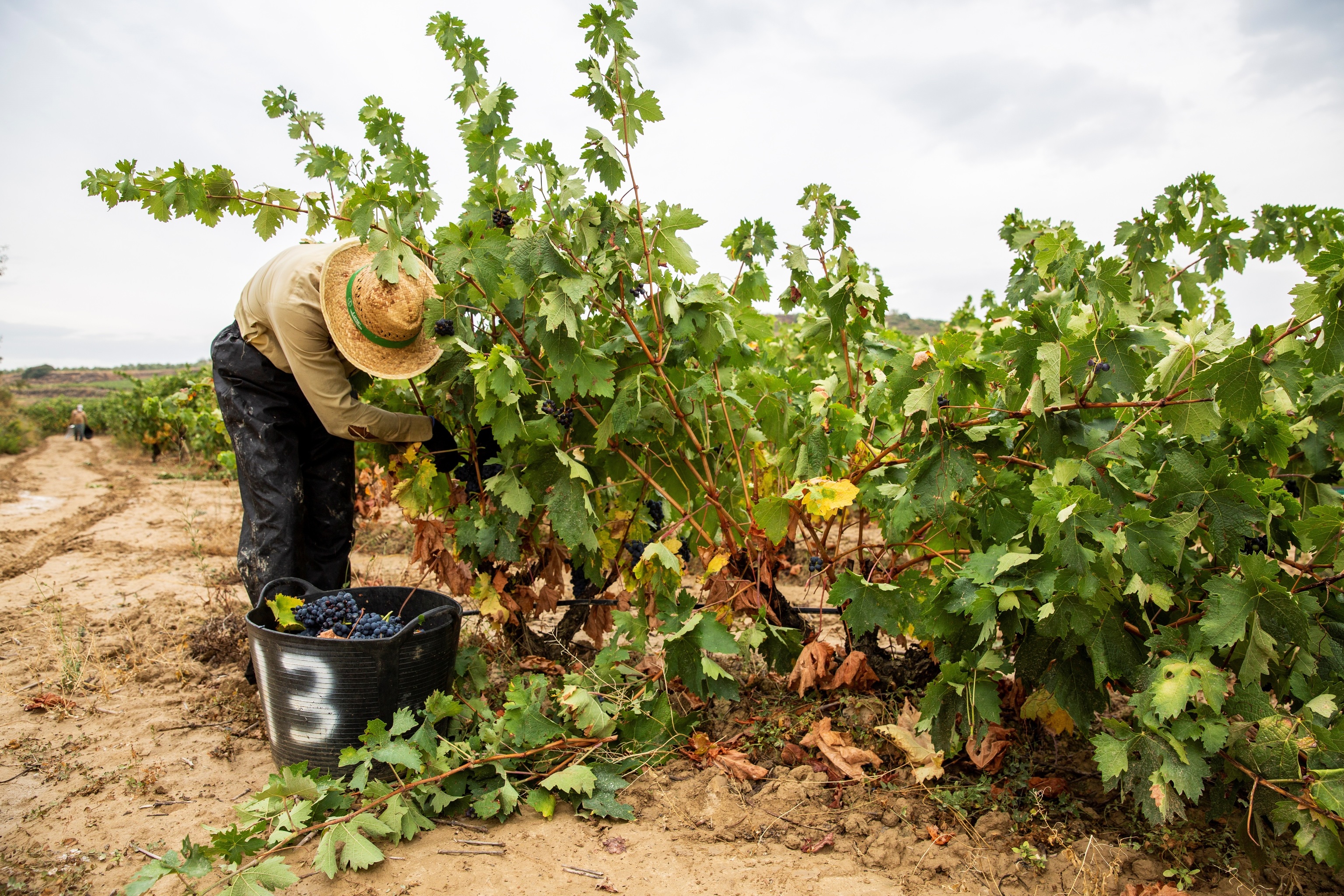 El PNV amenaza el negocio de 15.000 viticultores de la denominación Rioja: "Quieren romper un modelo de éxito"