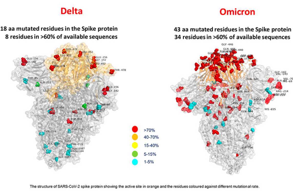 Comparación entre las variantes delta y ómicron del coronavirus