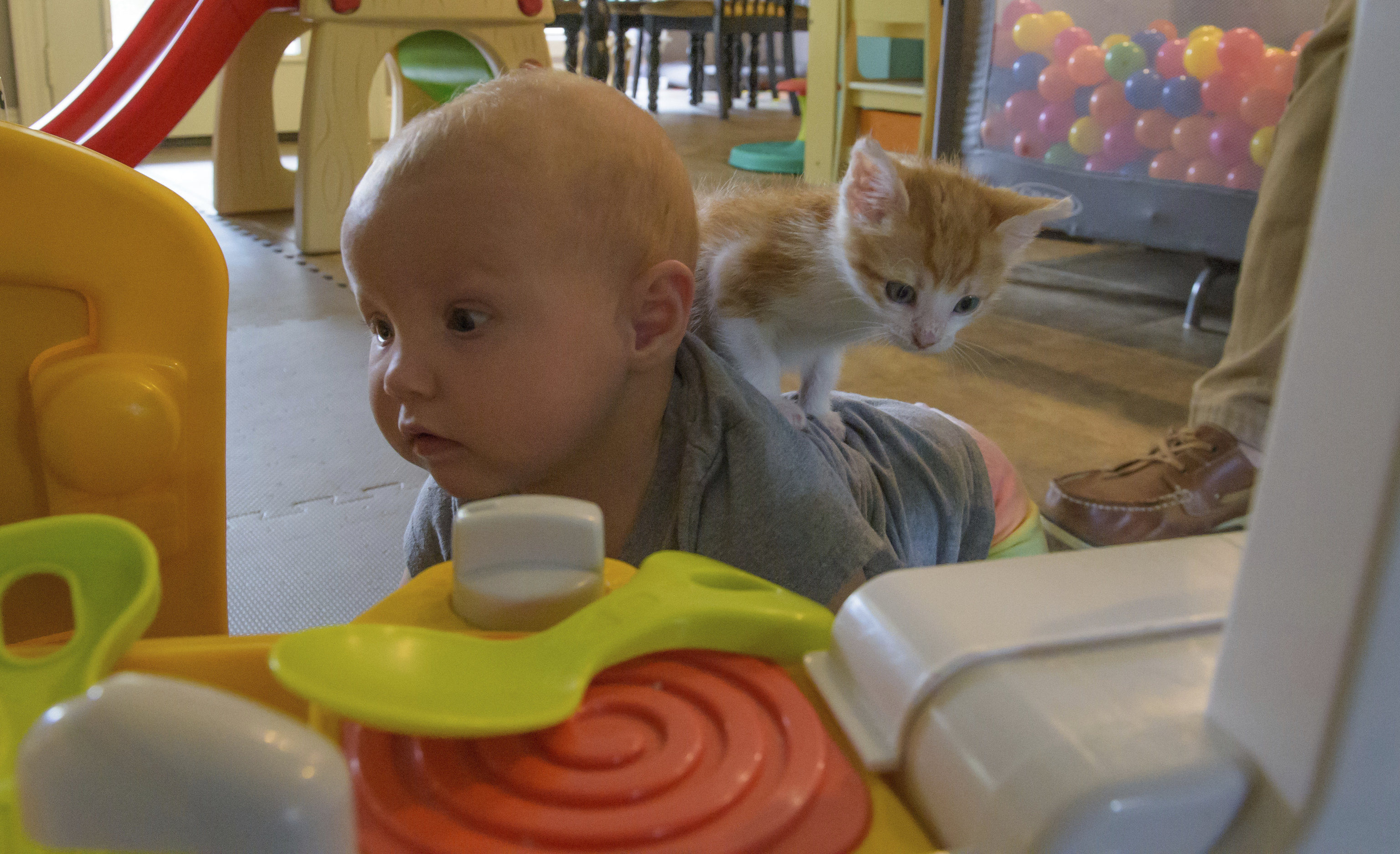 Un bebé de diez meses juega con un gatito en la ciudad de Sumrall, en Misisipi (EEUU).