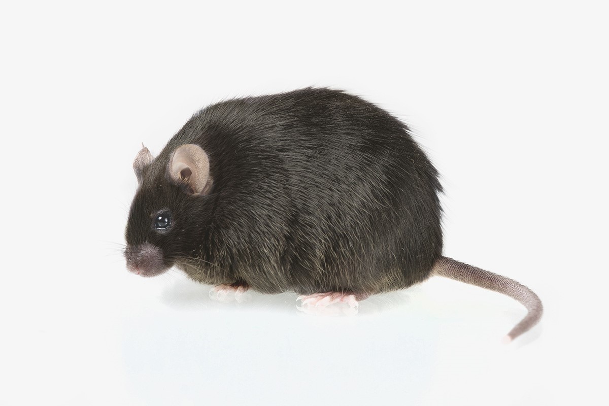 Las nanopartculas que convierten al ratn gordo en ratn flaco (y que podran hacer lo mismo con los humanos)