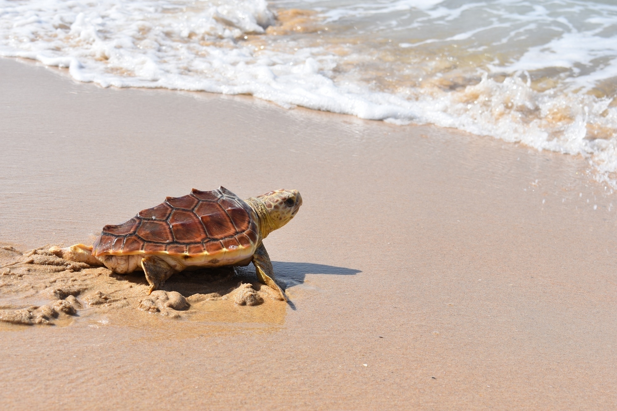 Una tortuga boba, en la costa andaluza.