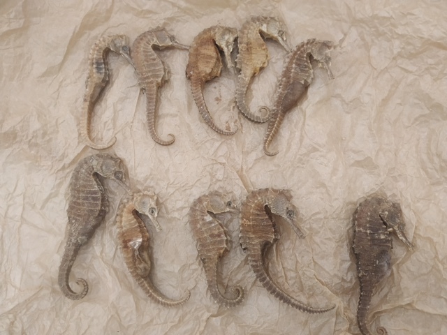 Un grupo de diez hipocampos decomisados sin vida.