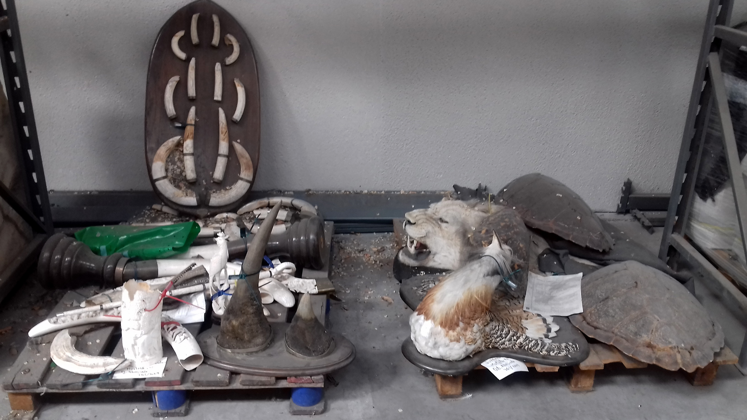 Pasos antes de llegar a sala CITES aparece un anticipo: partes de animales muertos.