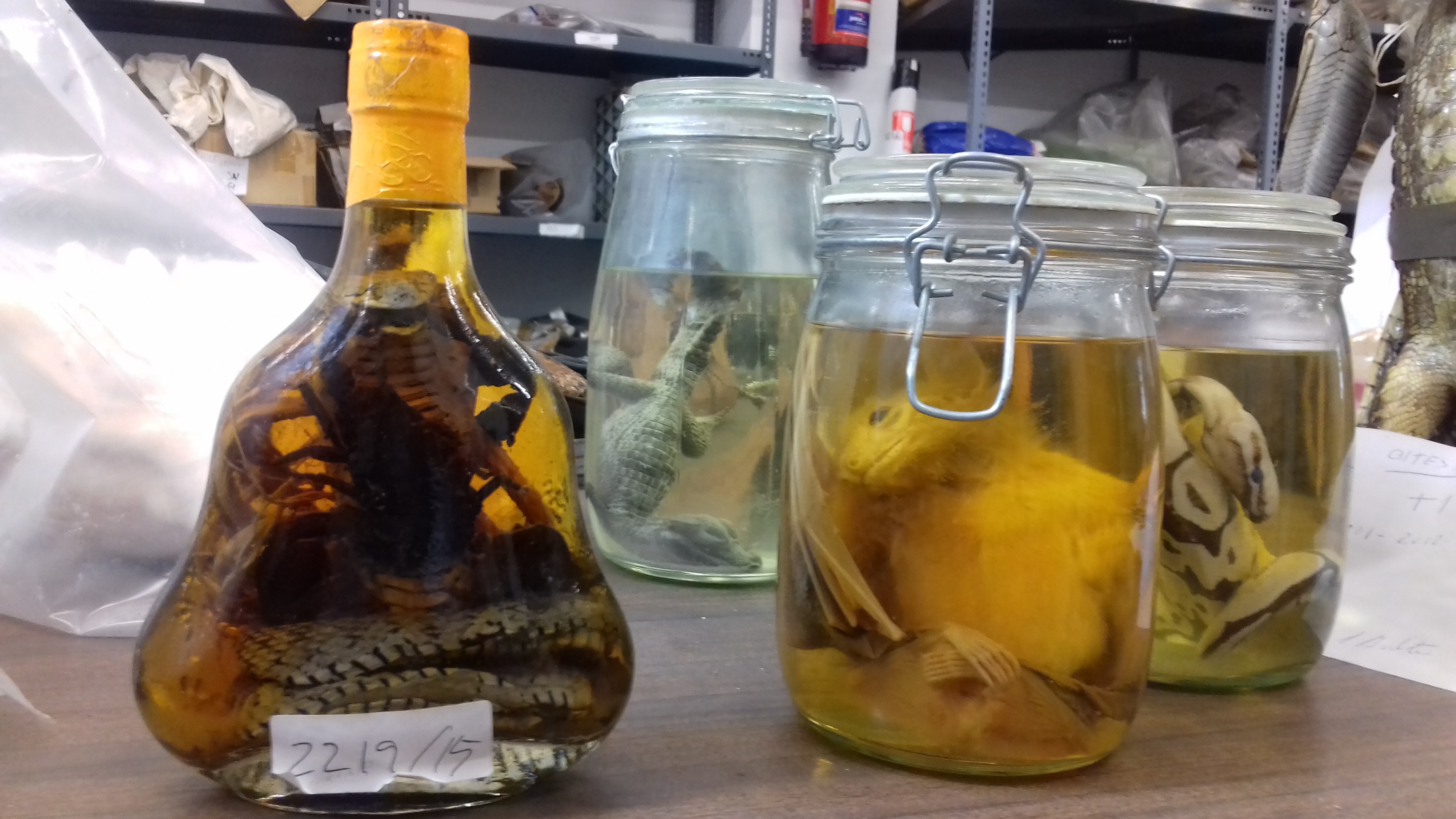 Entre los animales de la alargada mesa de la sala CITES afloran cuatro recipientes. Una botella de whisky contiene una cobra y un escorpin.