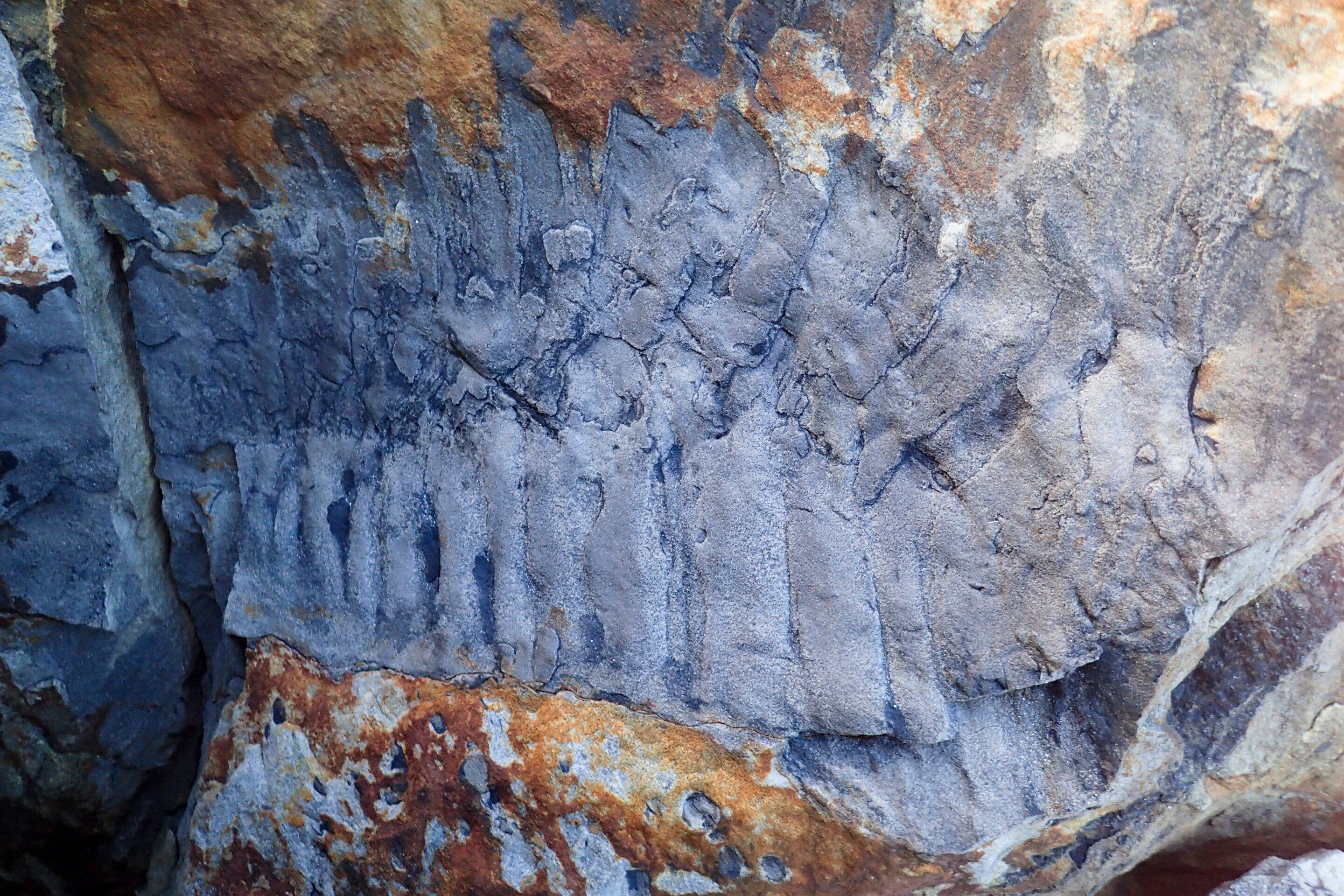 Fragmento fosilizado del organismo hallado