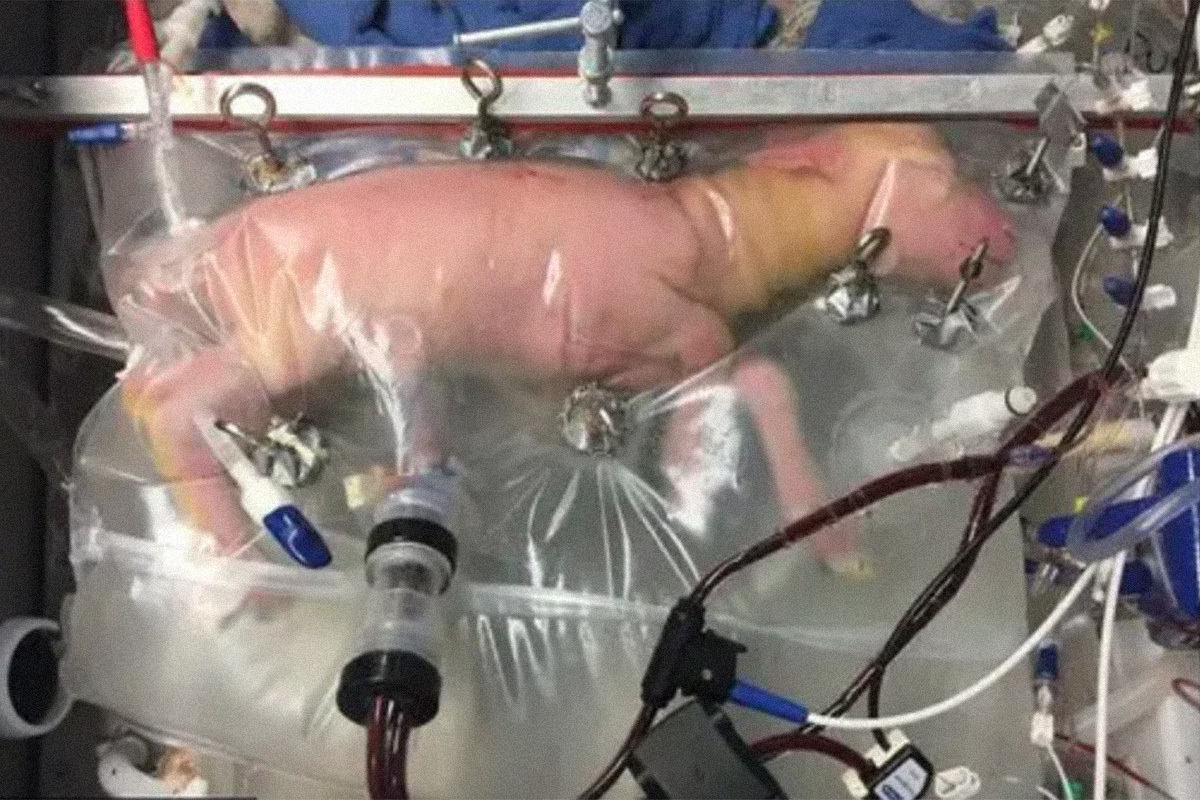 El parto de la placenta que se ensaya en Barcelona con fetos de oveja