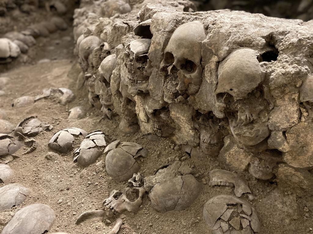 Restos humanos hallados en la monumental ofrenda conocida como el Huey Tzompantli.