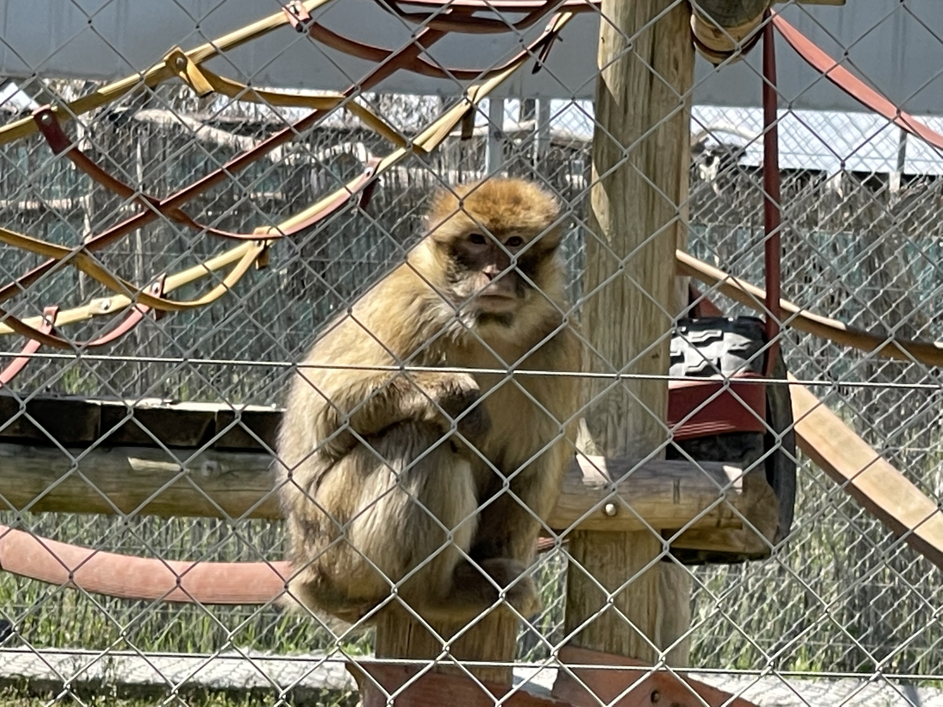 Primate que habita en uno de los centros de rescate de especies CITES.