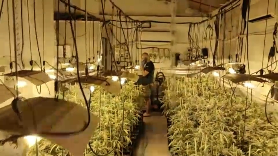 Plantacin de marihuana desmantelada en Mrida en septiembre.