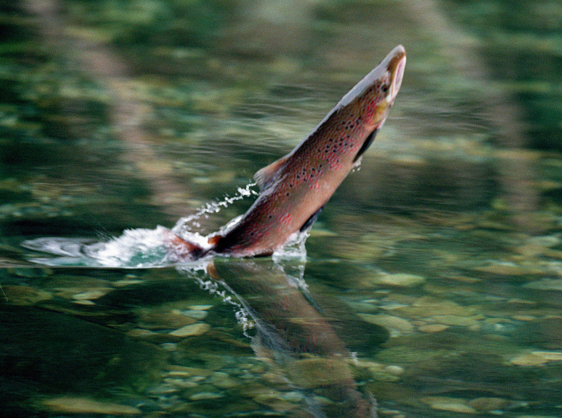 Un salmón remonta el río Sella, en Asturias.