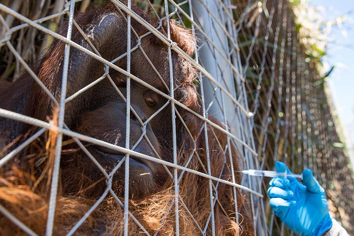 La orangutn Sandai recibe una vacuna experimental en el Parque Buin Zoo de Chile