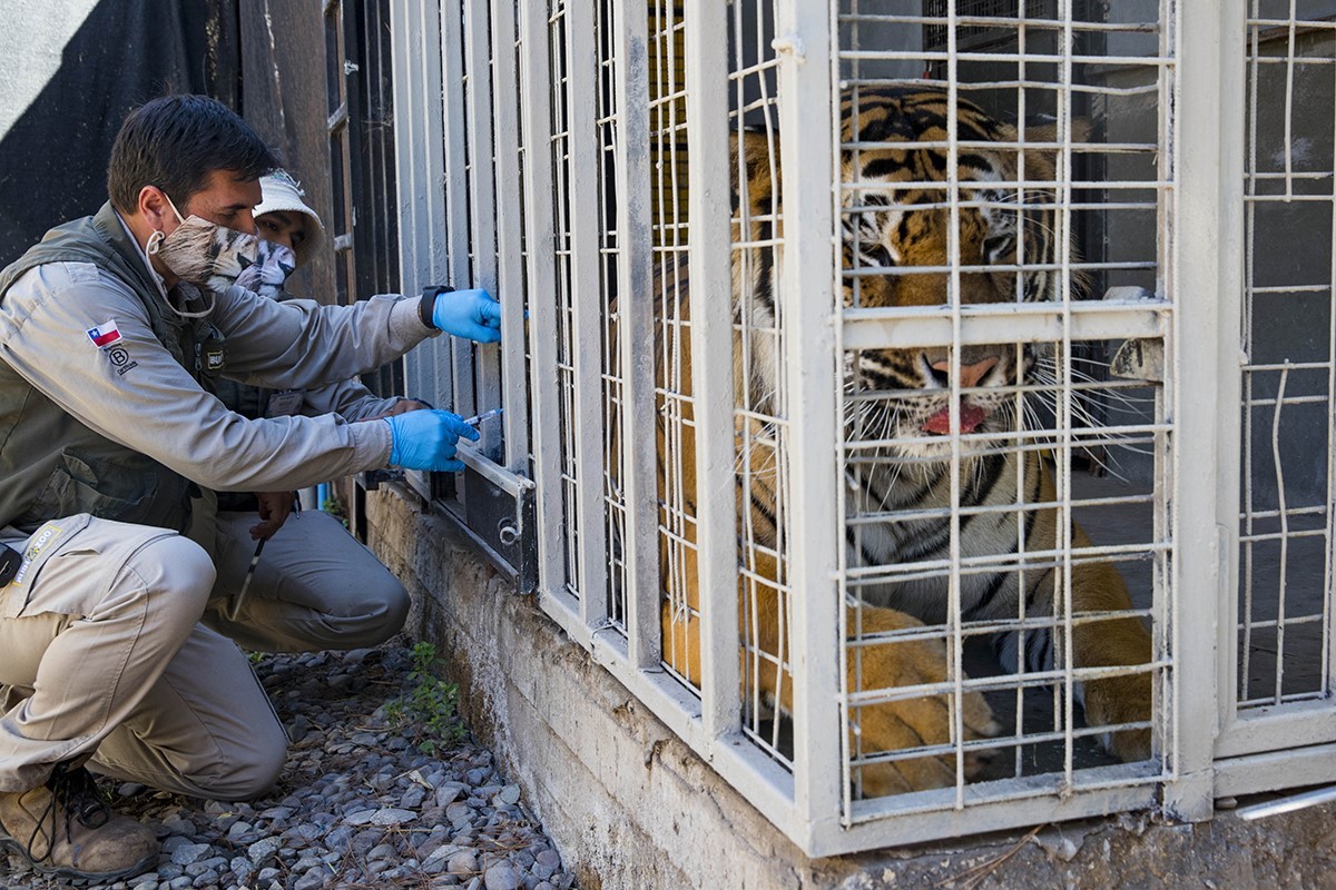 El tigre de bengala Charly es vacunado en Chile con la inyeccin experimental de Zoetis.