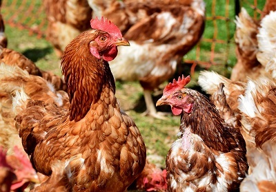 Catalua pone en cuarentena la cra de aves al aire libre por un brote de gripe aviar en cinco pjaros salvajes