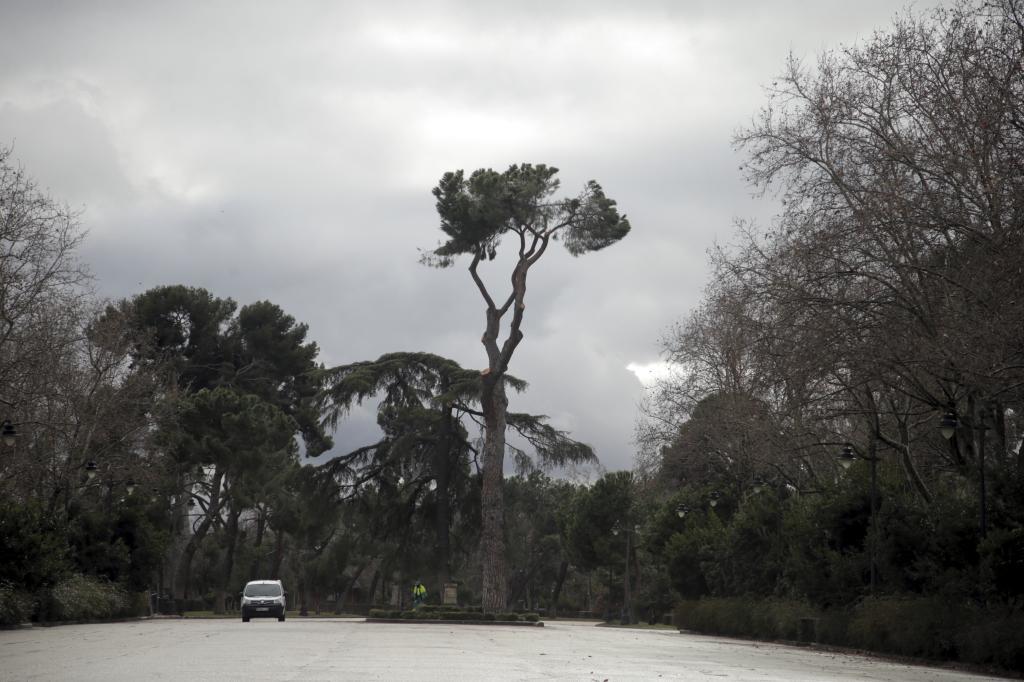 Un pino del Retiro podado tras el paso de Filomena