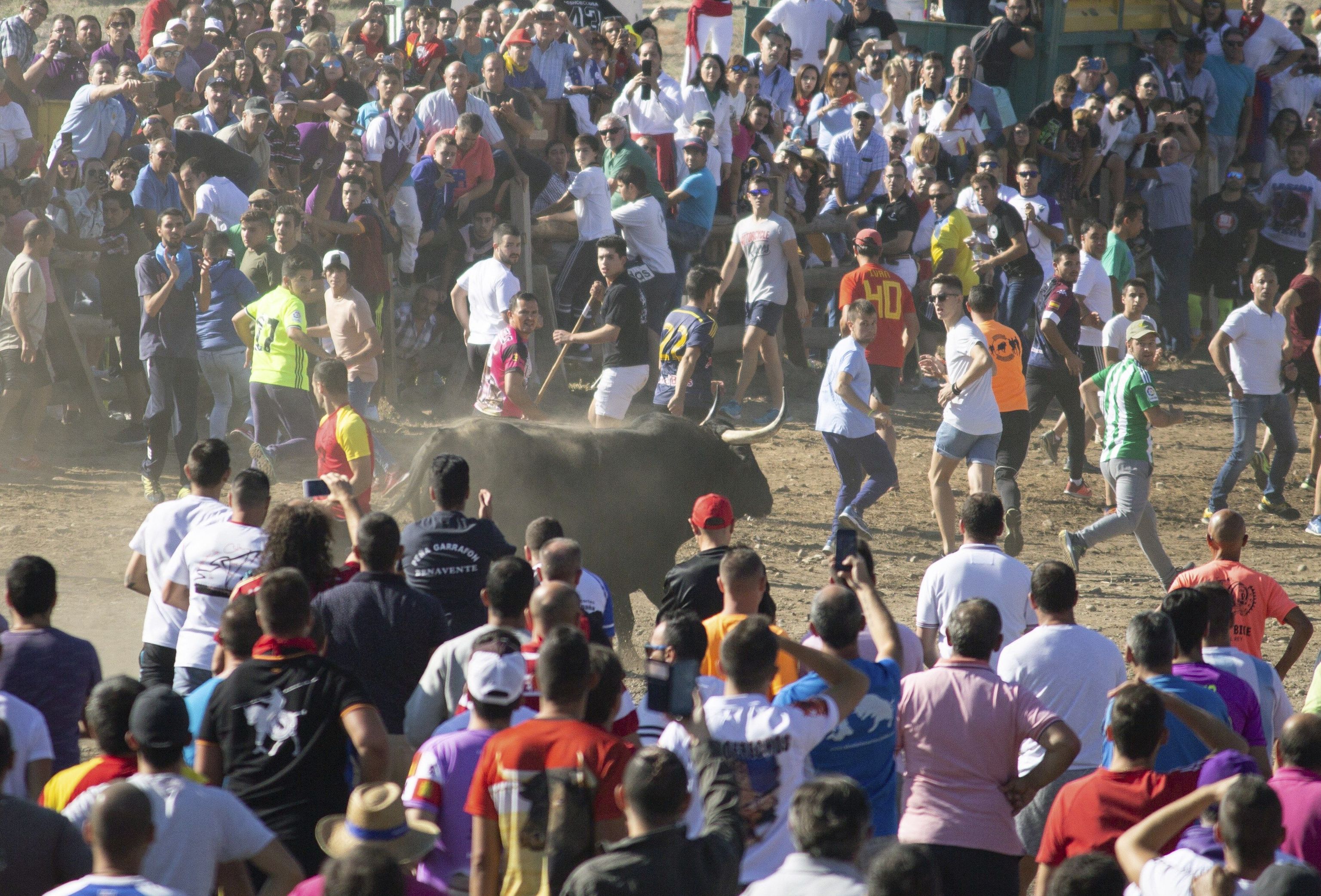 Fiesta del Toro de la Vega, en Tordesillas, en 2018.