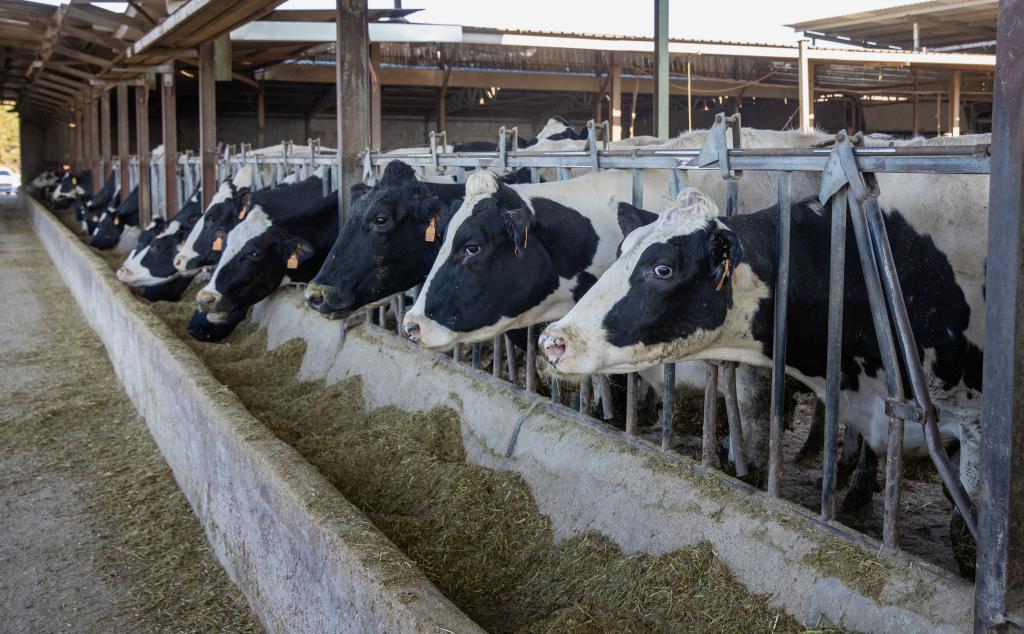Vista de las vacas en una granja de producción de leche
