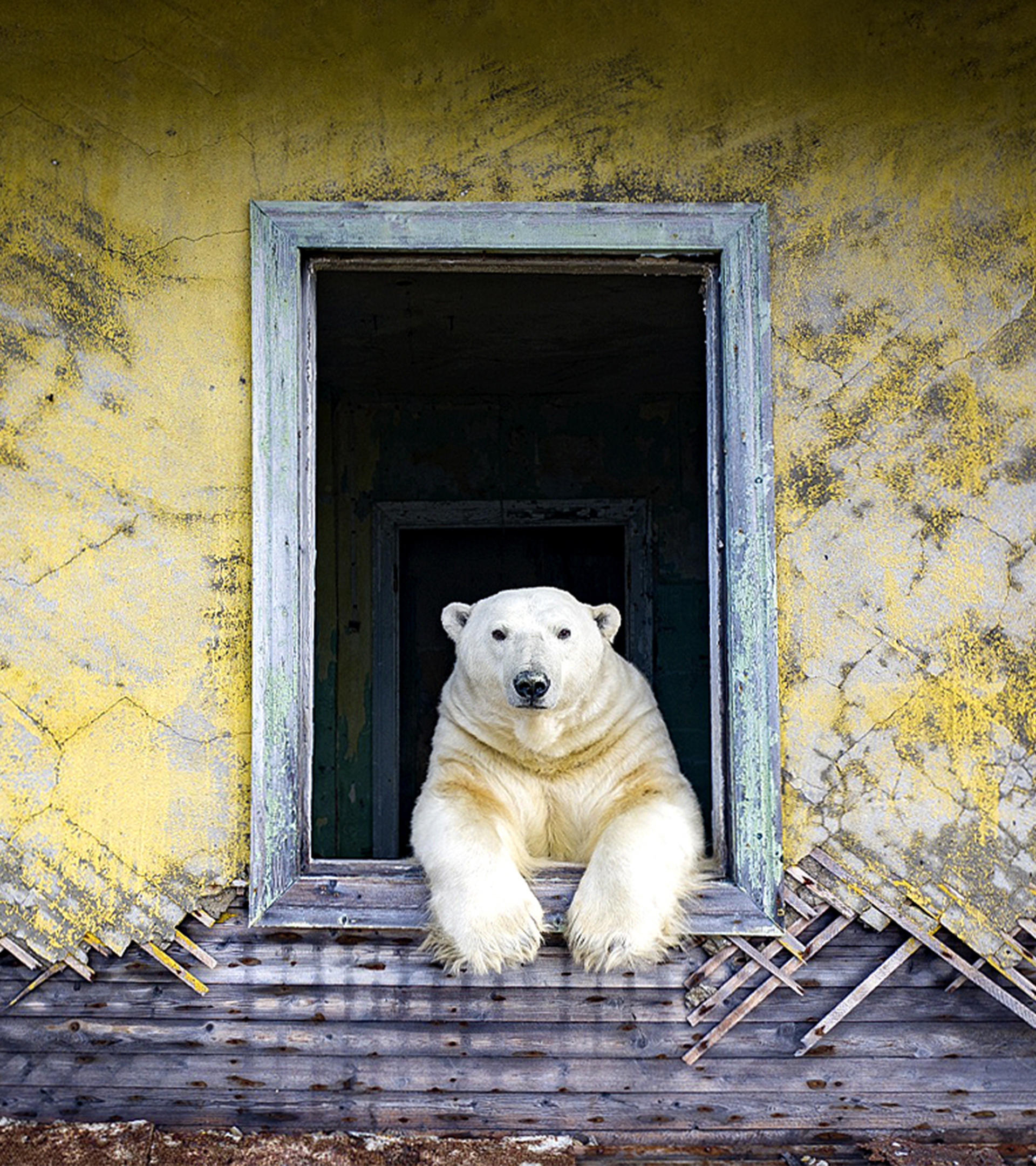 Los 20 osos polares okupas
