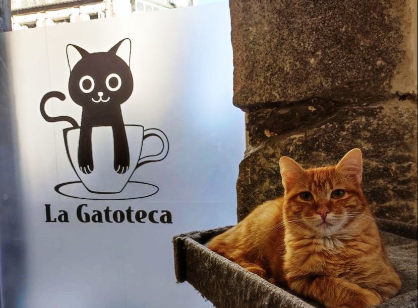 Un felino descansa en La Gatoteca.