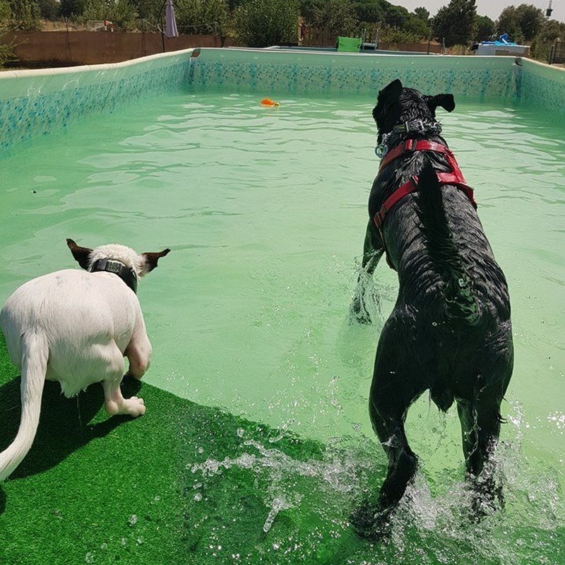 Dos mascotas se dan un chapuzón en Peludos al Agua.