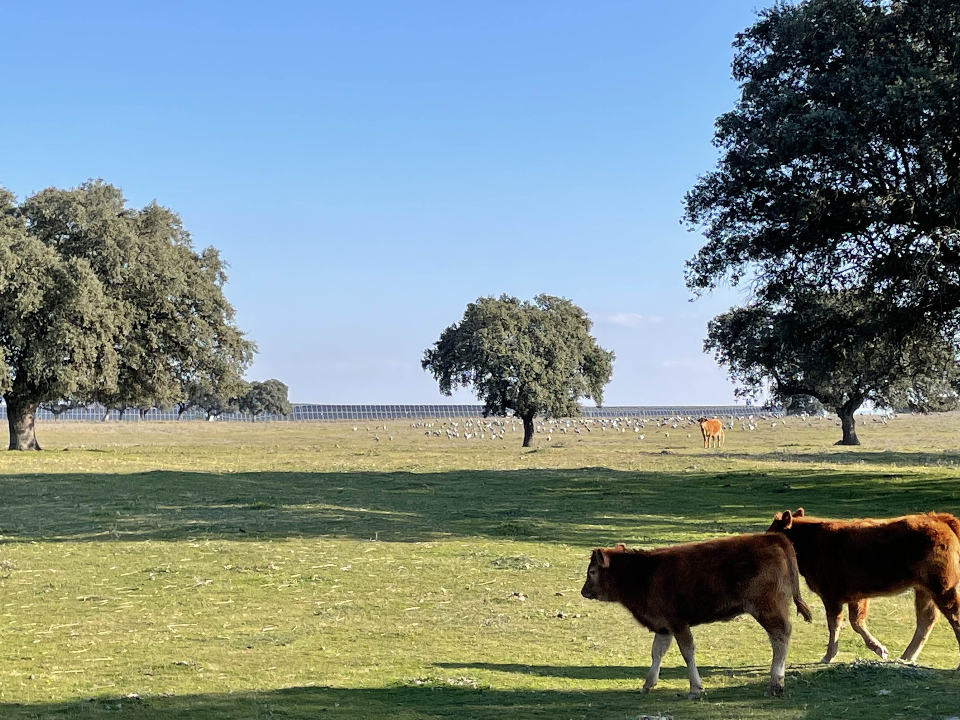 Varias vacas pasean frente a unos paneles solares.