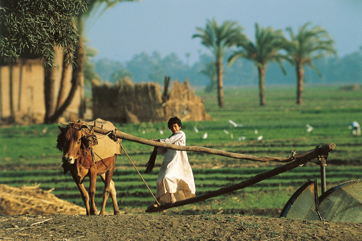 Un niño egipcio trabaja en el campo, en la región del valle del Nilo.