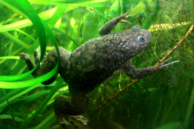 Una rana de uñas africana como las usadas en el experimento