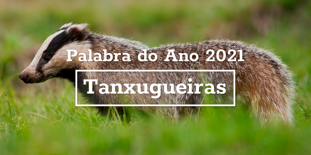 Un tejn o Tanxugueira como se le conoce en Galicia.