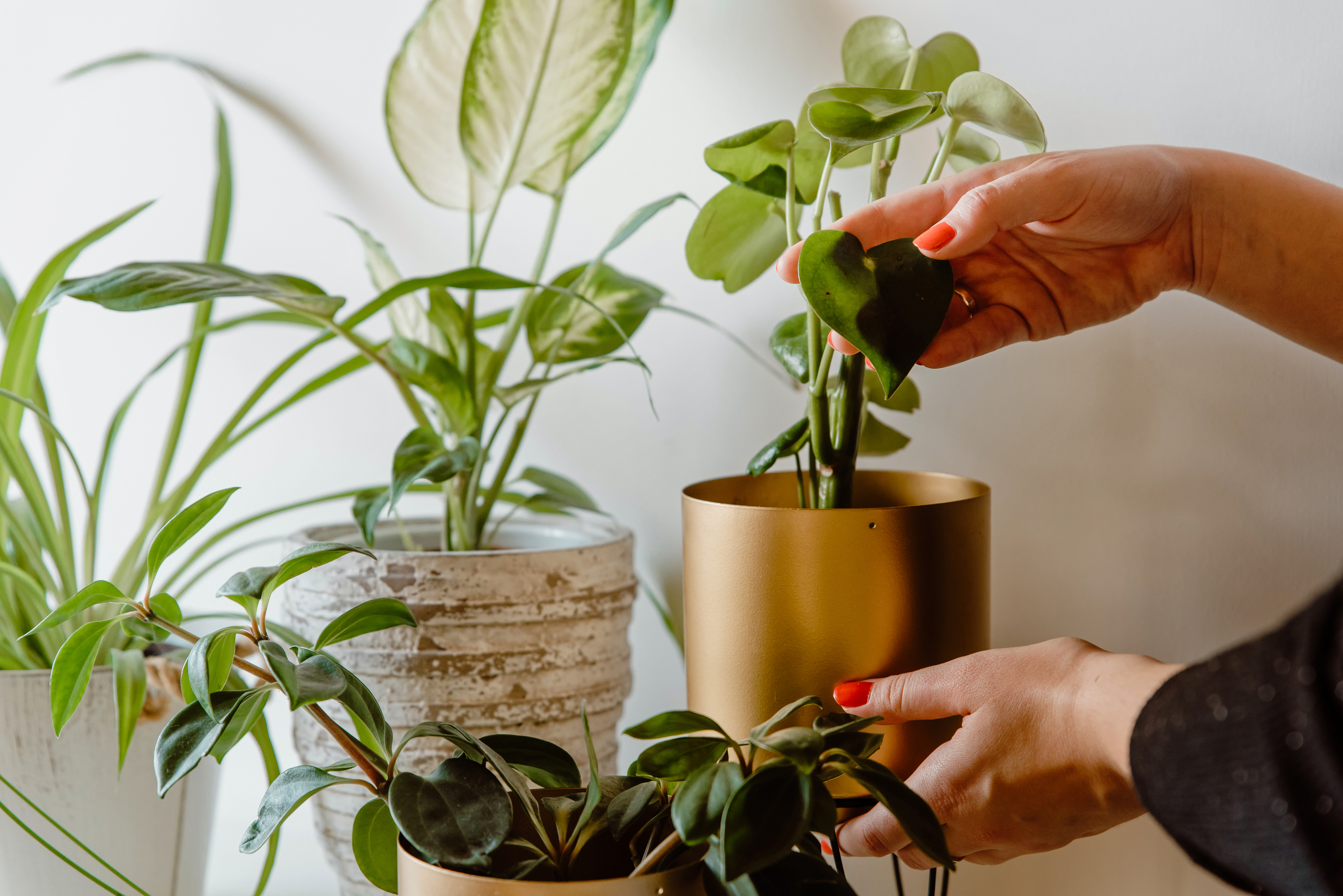Las 5 mejores plantas colgantes de interior cómo cuidarlas para que no mueran |