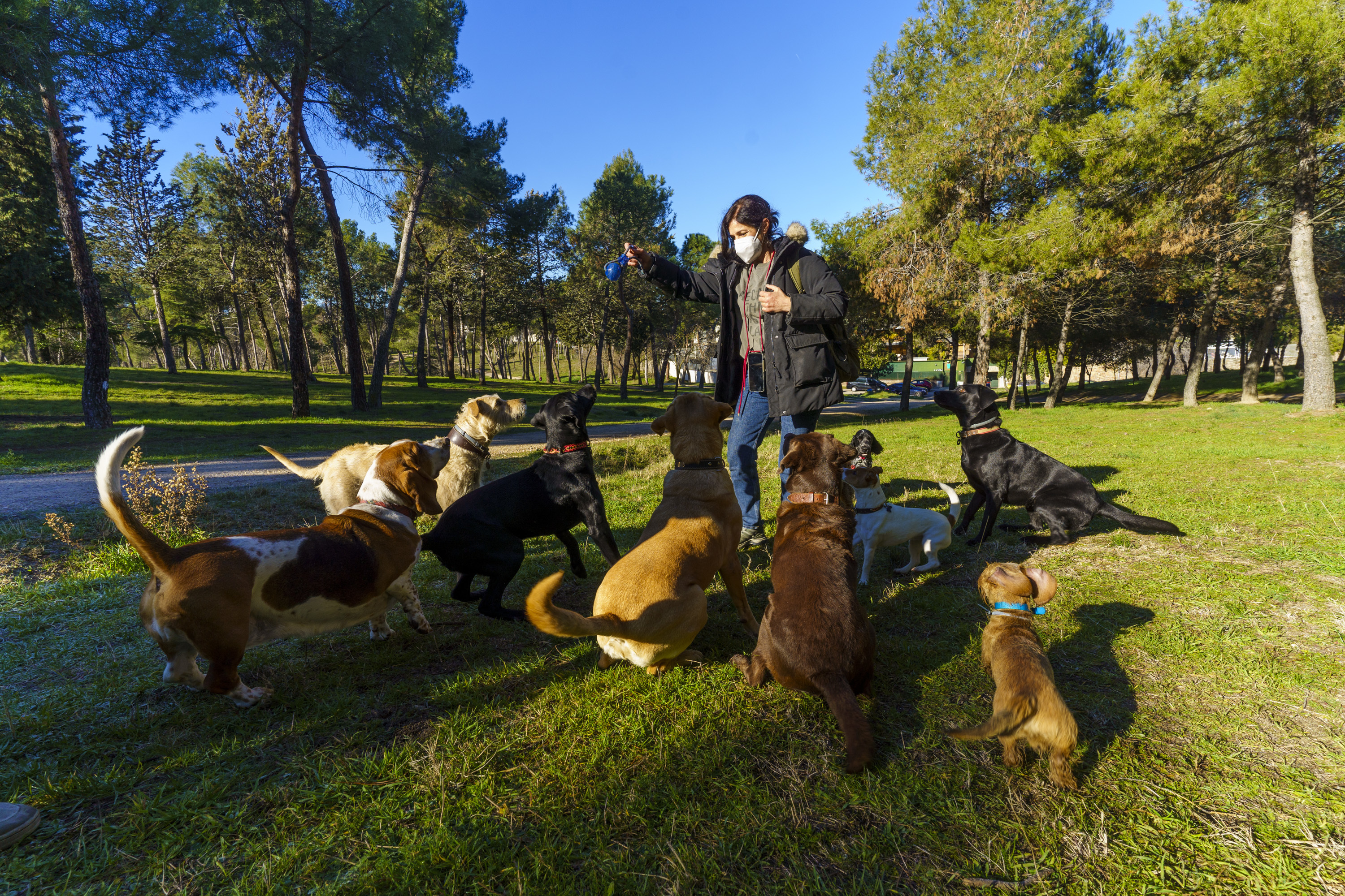 Dar una vuelta El extraño Cristo Paseadores de perros, el negocio en auge en los barrios 'ricos' de Madrid:  "¿Humanizar a los animales? No les paso una" | Madrid