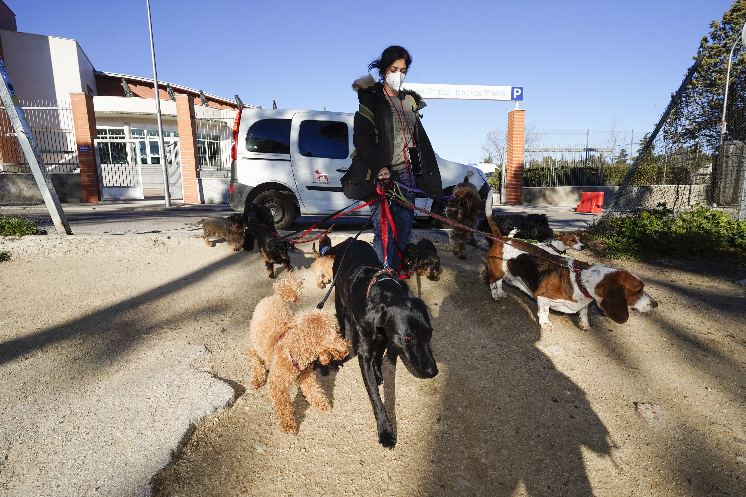 puente muelle Pantera Paseadores de perros, el negocio en auge en los barrios 'ricos' de Madrid:  "¿Humanizar a los animales? No les paso una" | Madrid