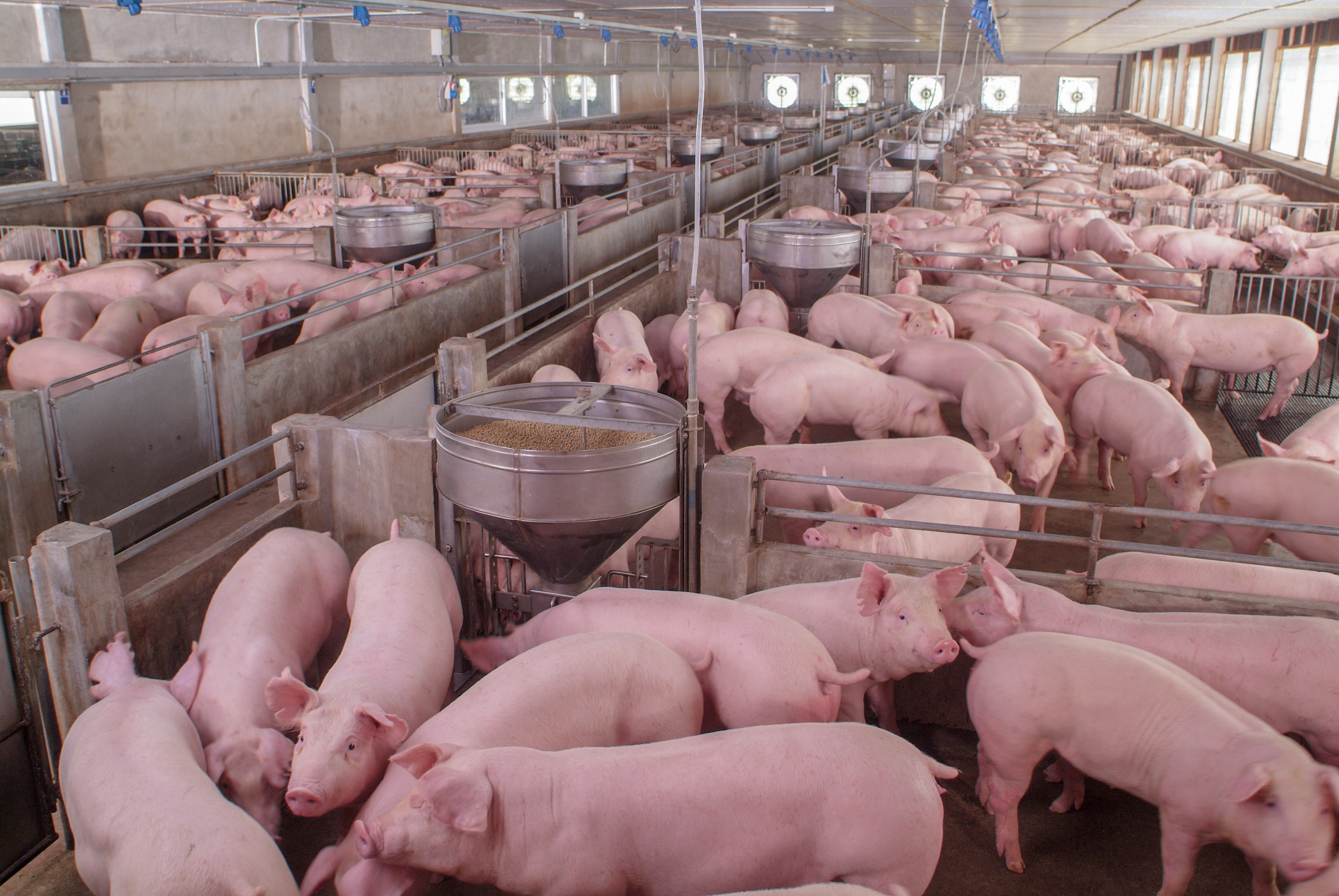 Cientos de cerdos en una explotación ganadera.