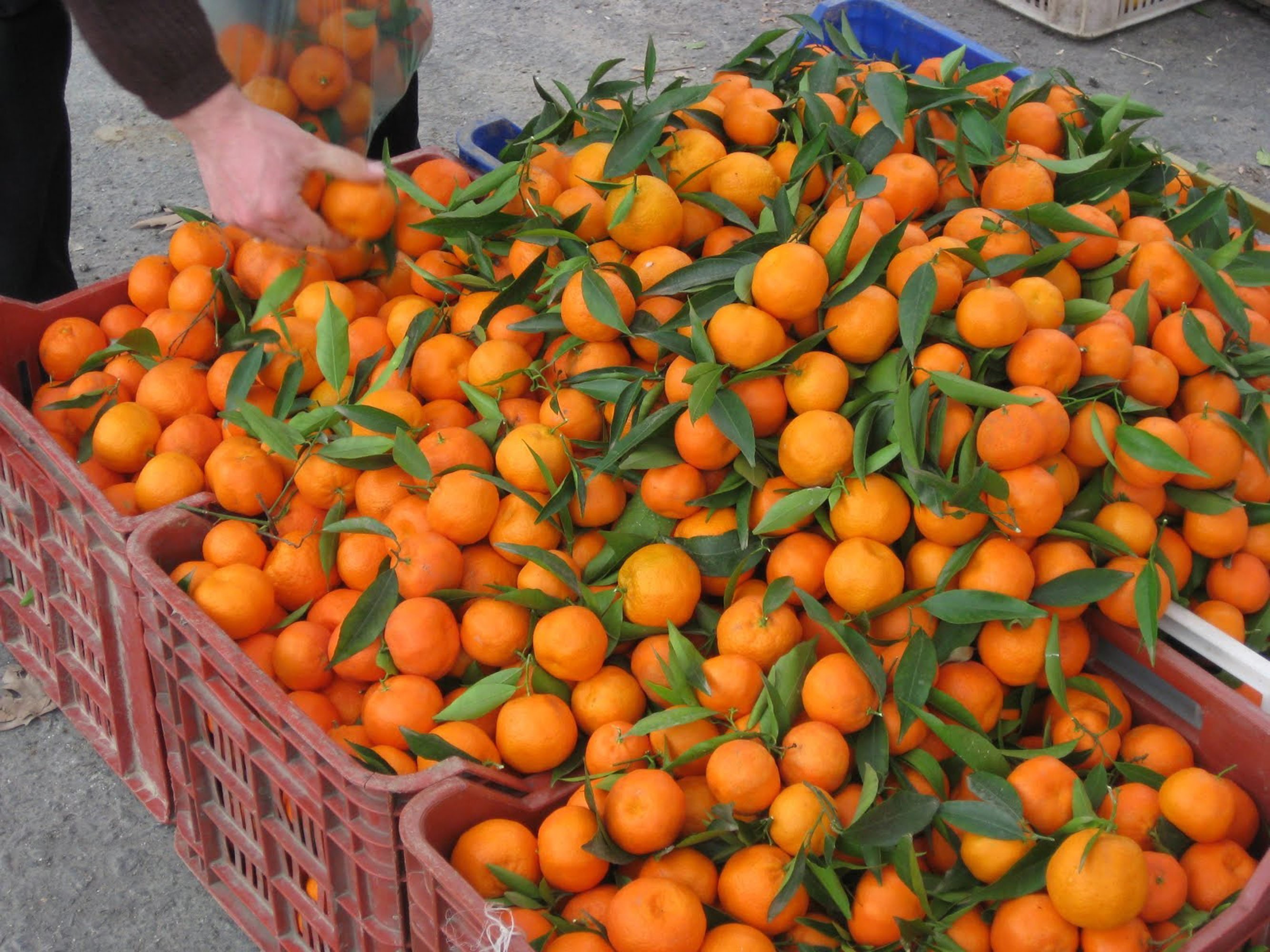 Naranjas de Turqua.
