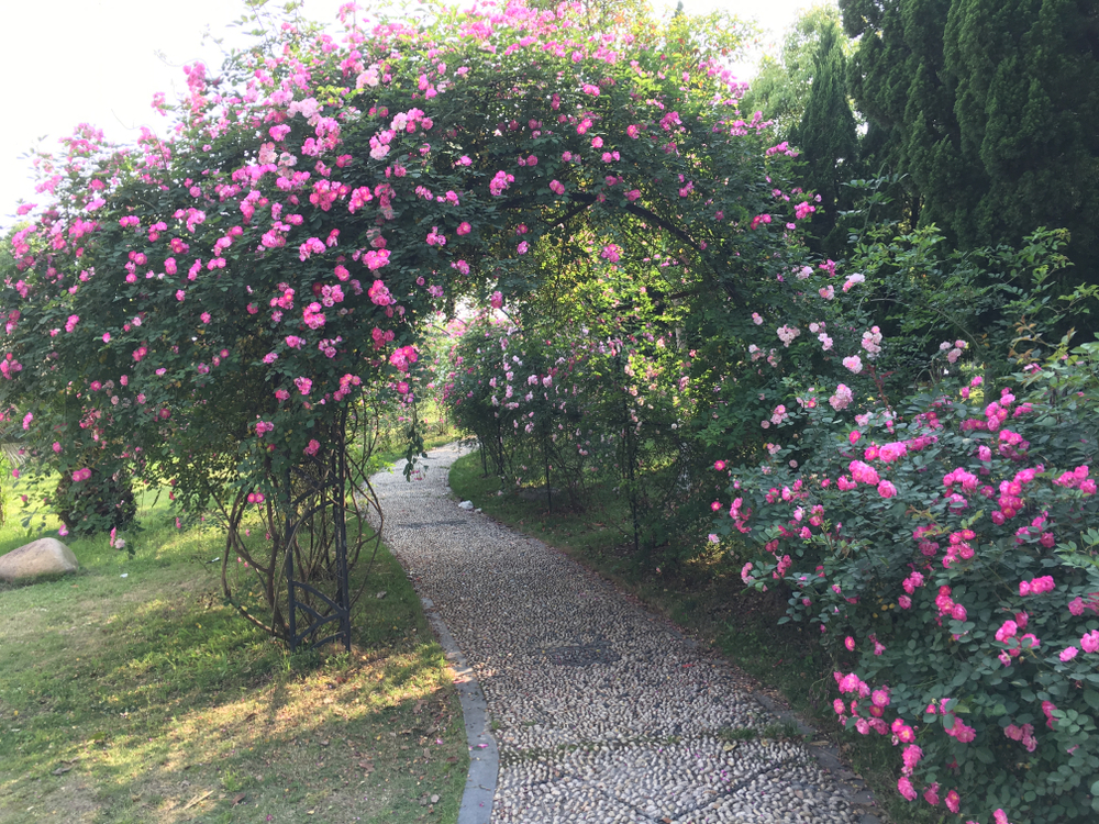 Ruta por los jardines más bonitos de Galicia, donde la camelia es la reina  | Planes