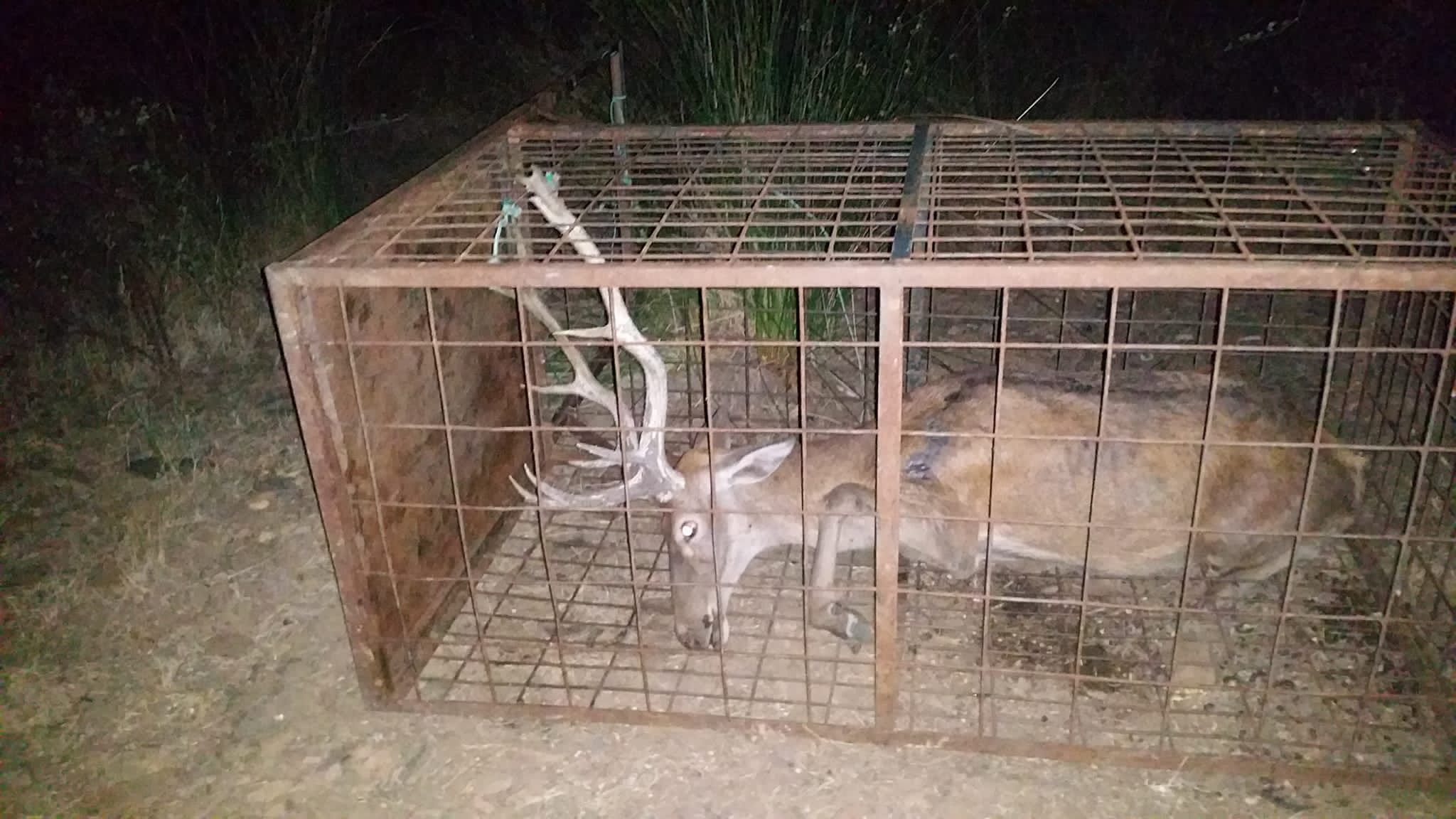 laringe Bóveda Sensación Denuncian el uso de jaulas trampa para atrapar a ciervos tras el fin de la  caza en Monfragüe | Medio Ambiente