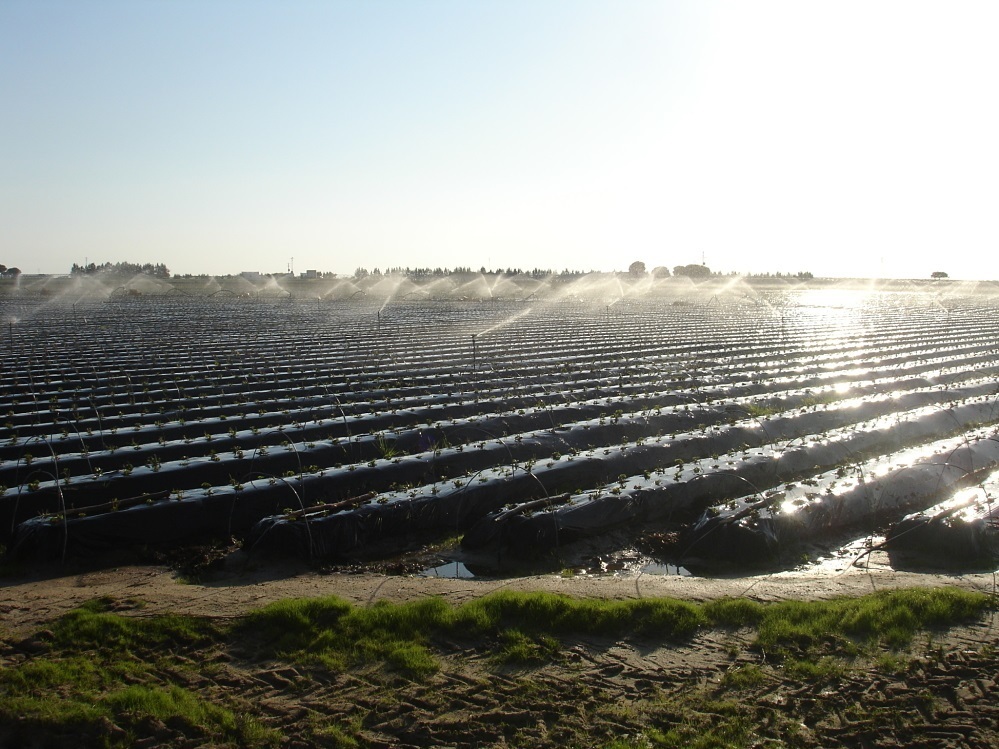 Una plantacin de fresas recibe agua del sistema de riego en una finca agrcola de Huelva.