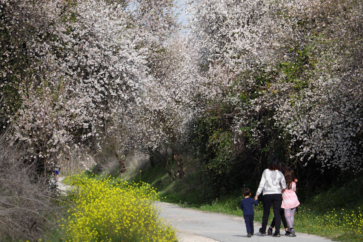 Una familia pasea en la sierra de Crdoba, donde las temperaturas primaverales adelantan la floracin de los almendros.