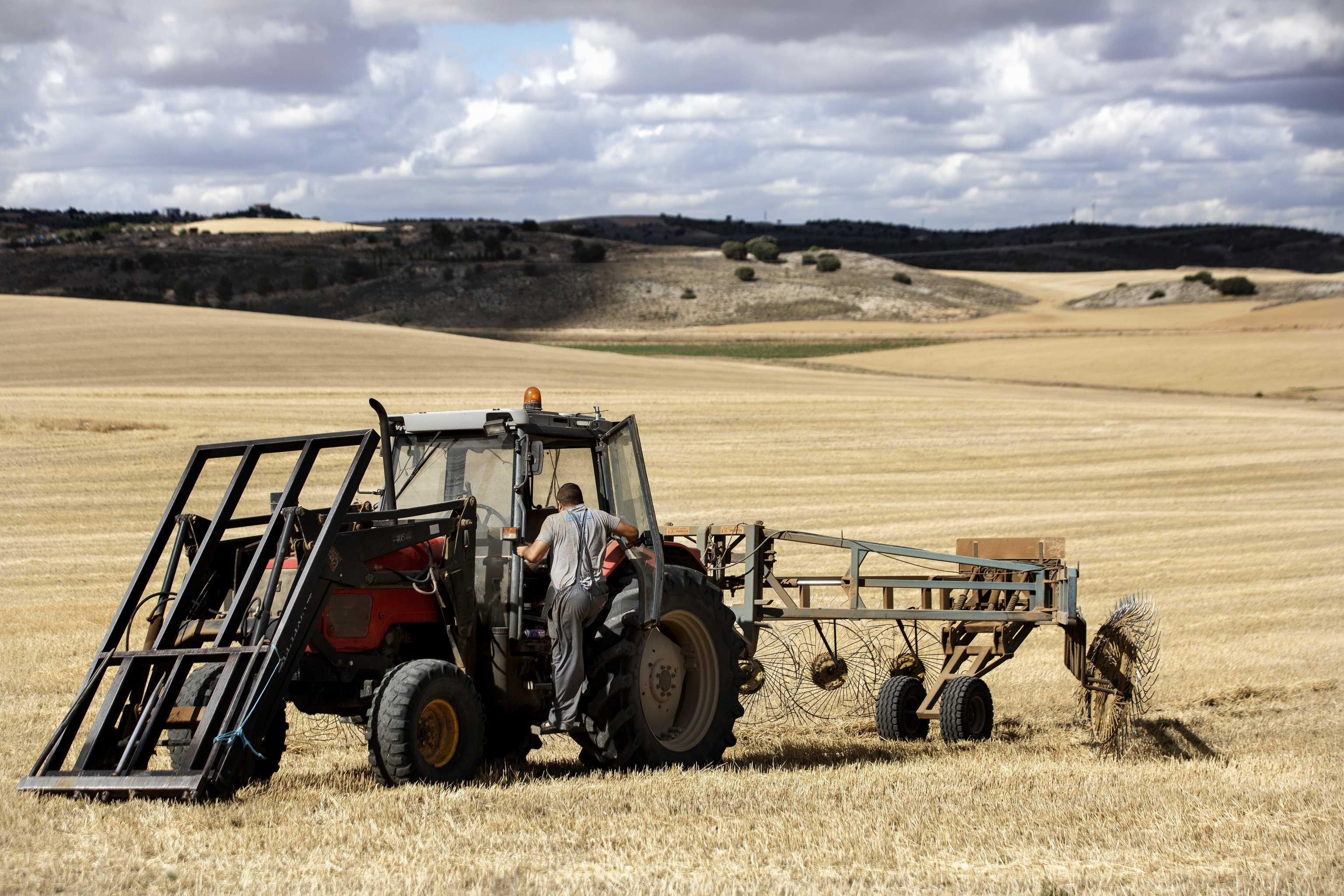 Cultivo de trigo en Segobriga, Castilla-La Mancha.