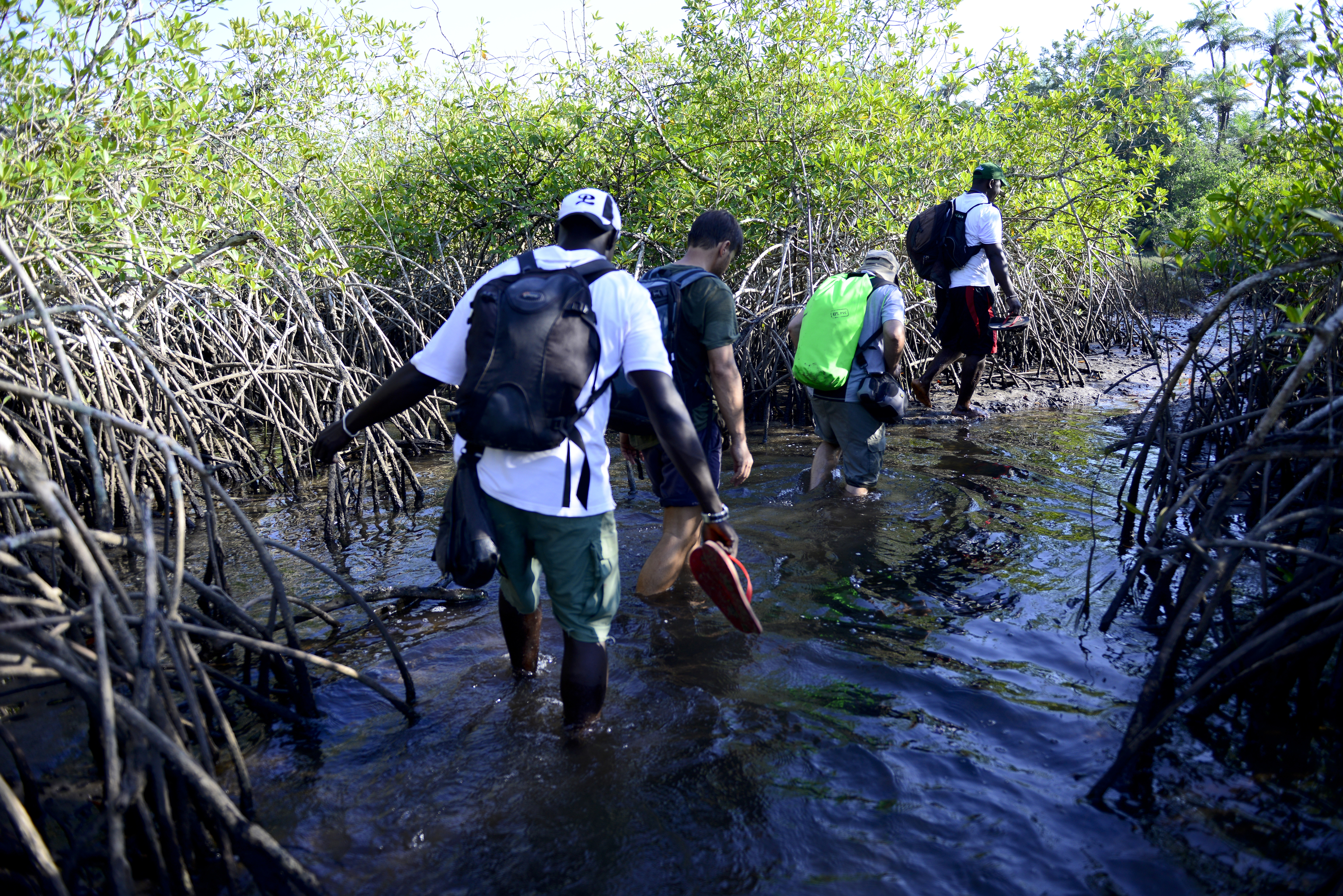 Caminata entre manglares por las Bijags.