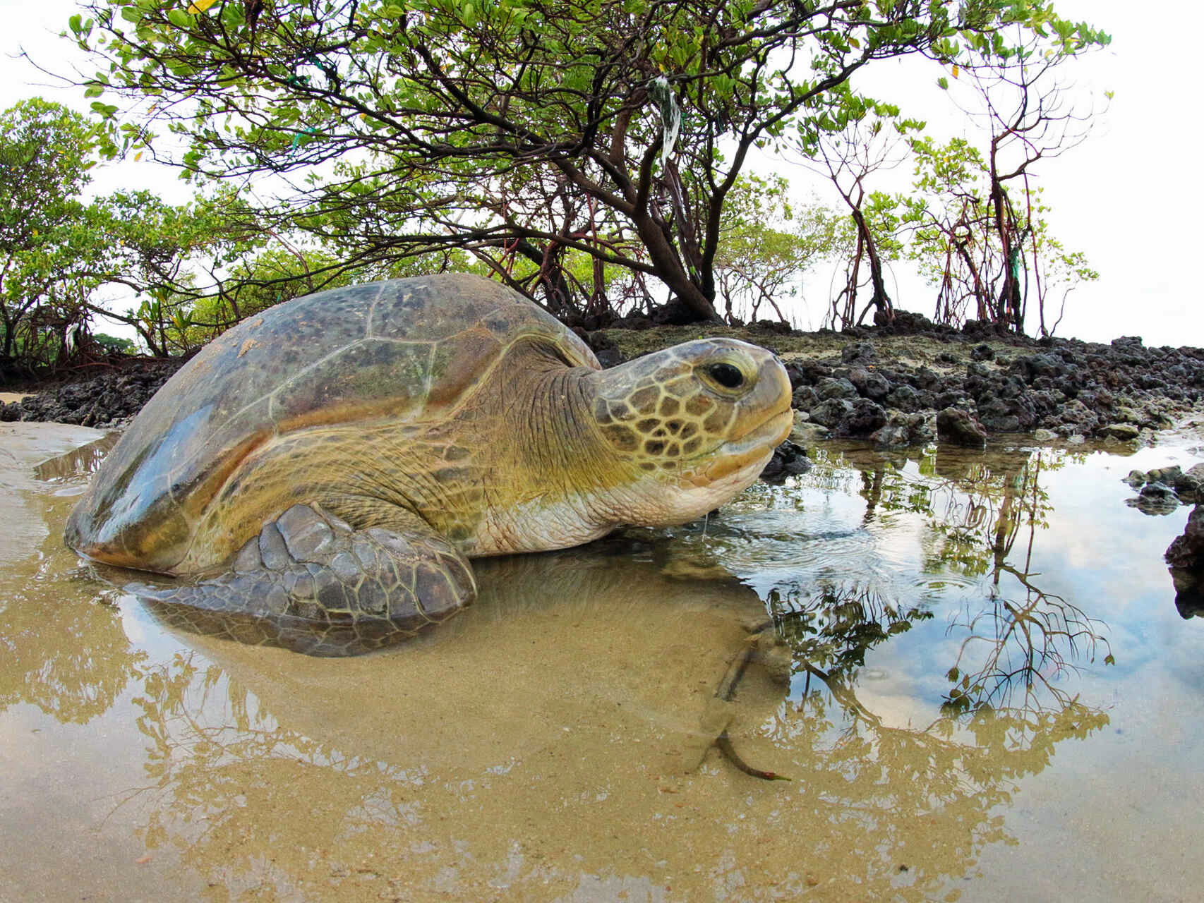 Las tortugas verdes pueden llegar a pesar 230 kilos.