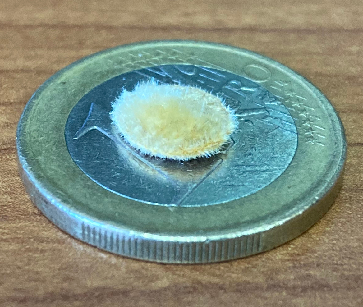 Imagen de las microbarras de óxido de niobio obtenidas a partir de los materiales recuperados de la mina de Penouta