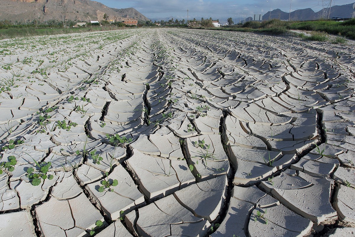 Campos de Orihuela (Alicante) afectados por la falta de precipitaciones en 2019
