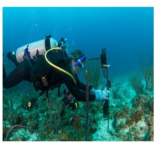 Aran Mooney coloca un hidrfono en un arrecife de coral