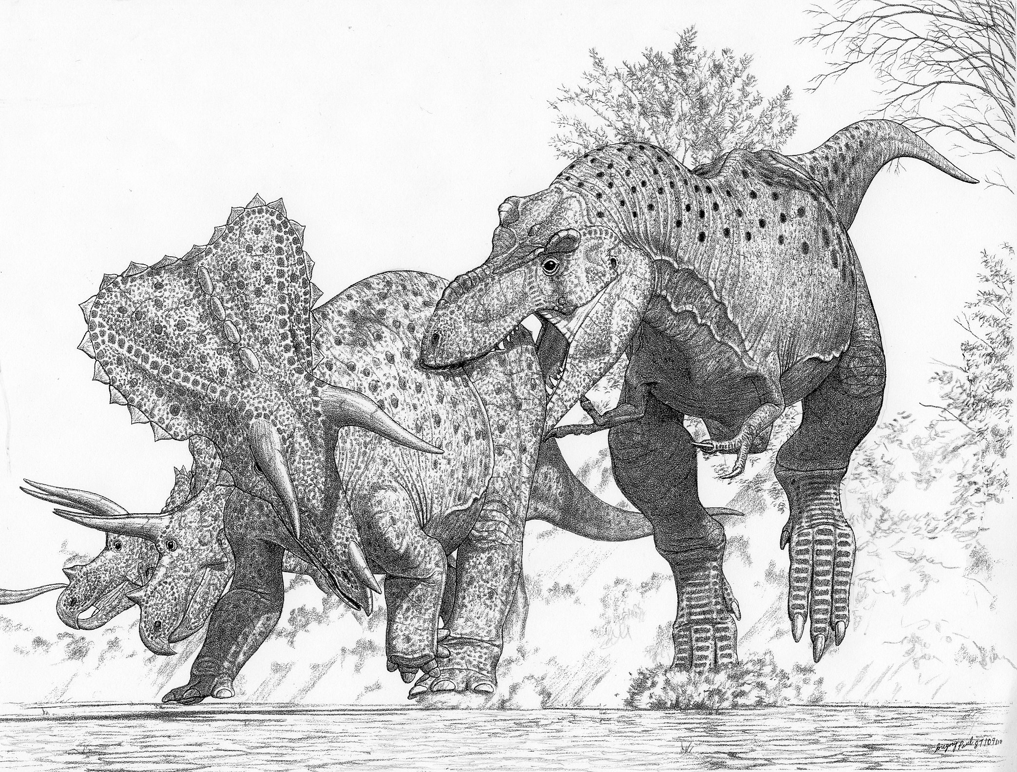Recreacin de un dinosaurio 'Tyrannosaurus imperator' atacando a un 'Triceratops horridus'.