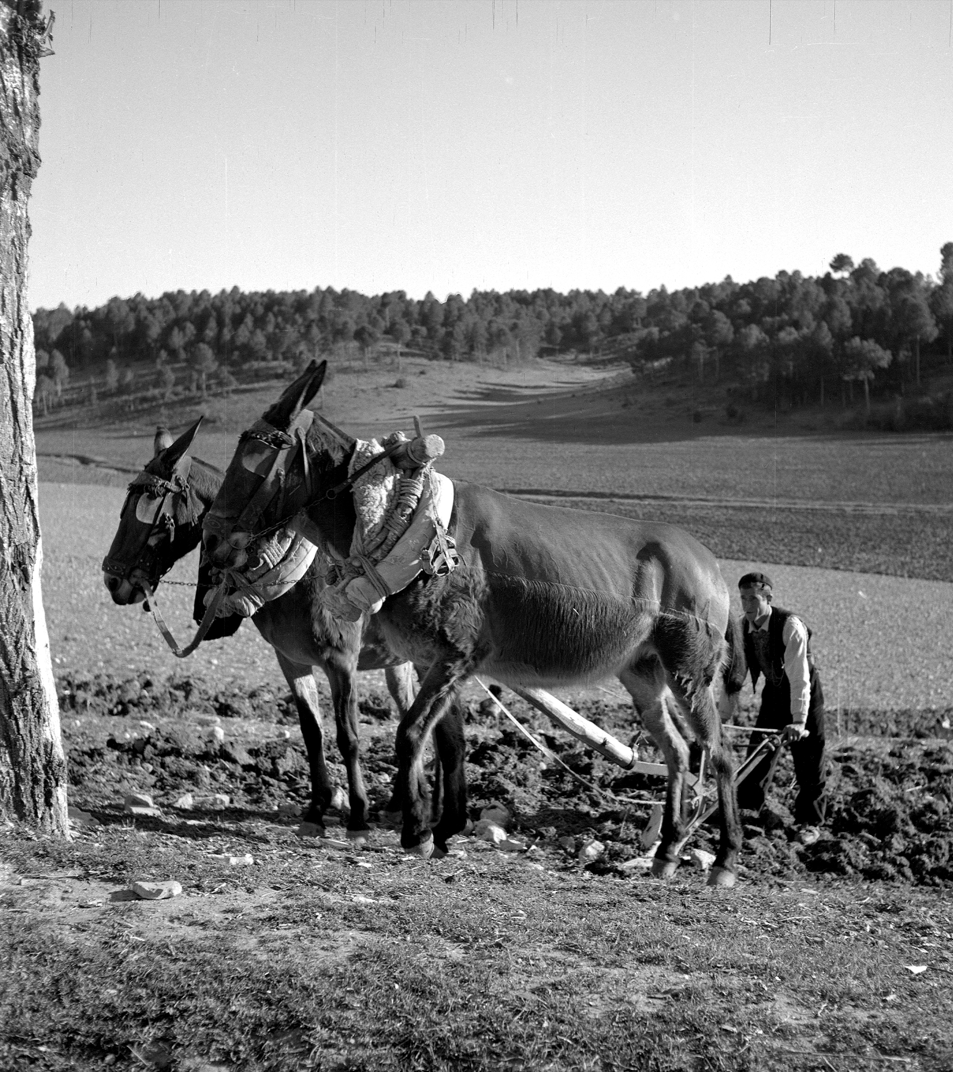 Agricultor arando en Cuenca, en 1948