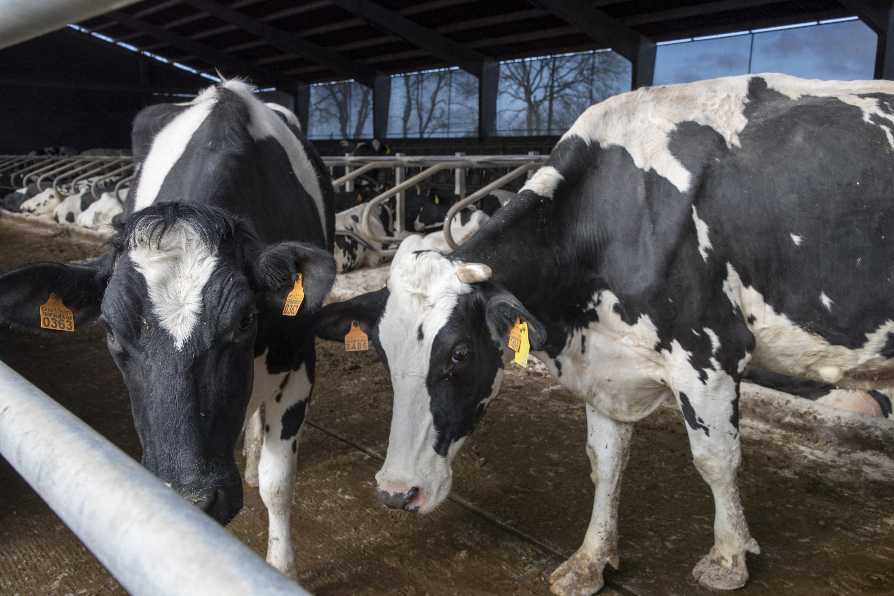 La industria láctea, al borde del colapso con más del 70% de la producción ya bloqueada por la huelga